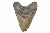 Fossil Megalodon Tooth - North Carolina #201774-1
